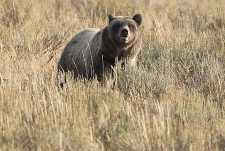 Trail Walker Injured by Wild Animal in Wilderness Area Transported to Hospital