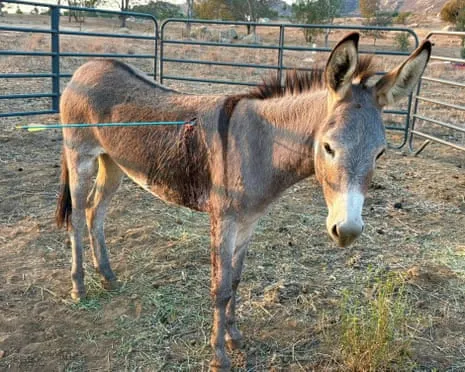 Burro Healing After Recent Bow Assault on Free-Roaming Asses in California